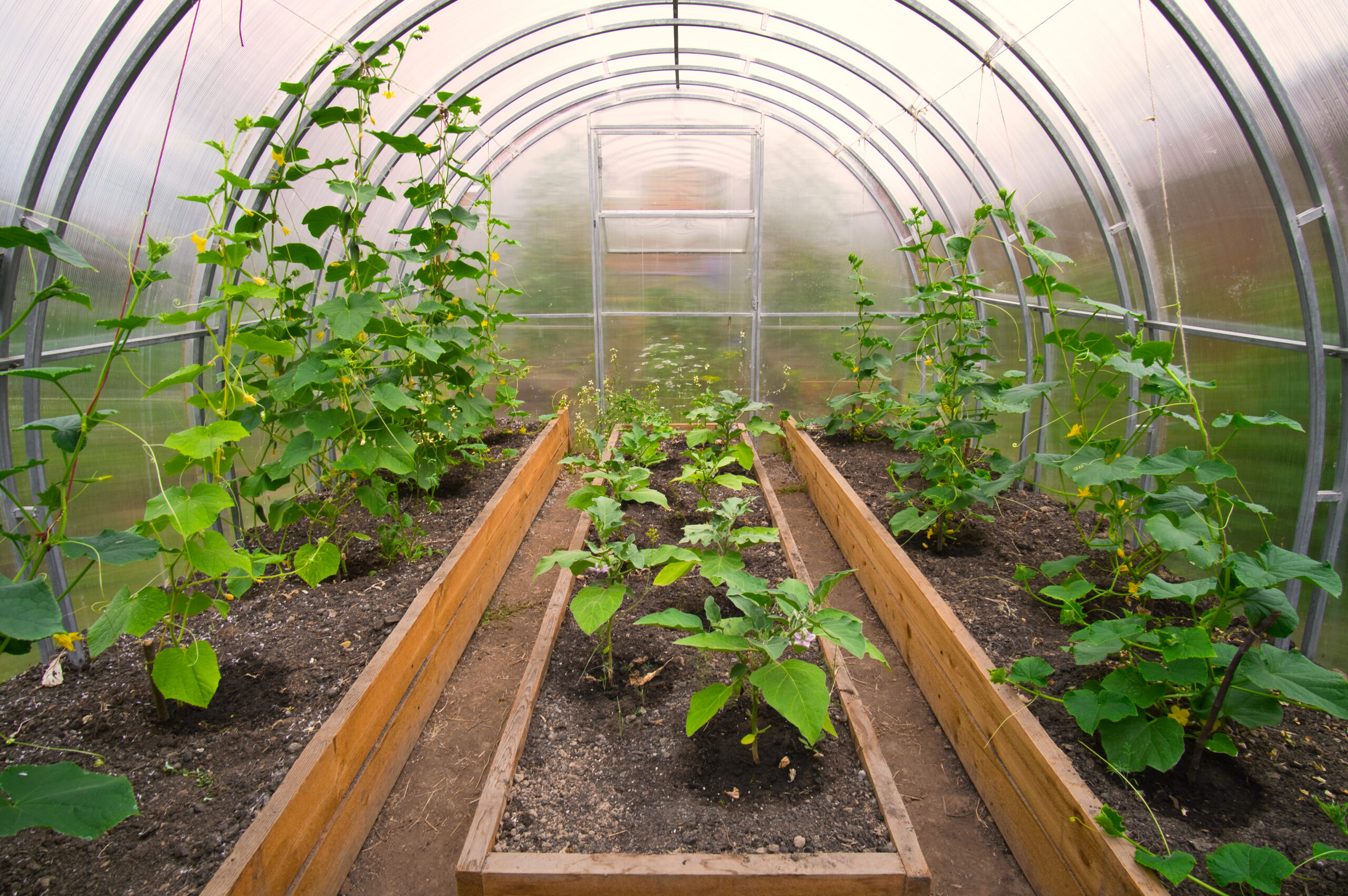 an image of a high tunnel greenhouse with crops inside